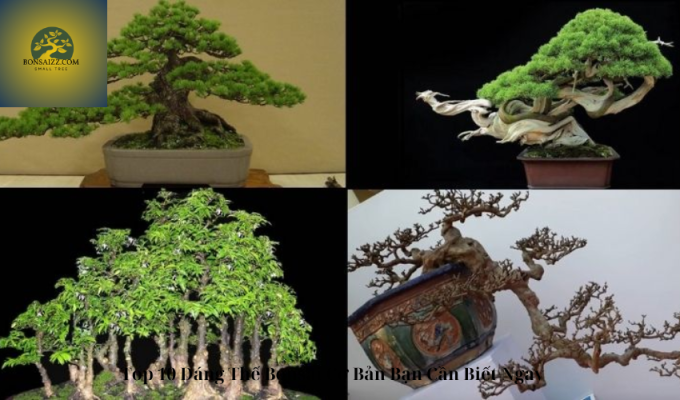 Top 10 Dáng Thế Bonsai Cơ Bản Bạn Cần Biết Ngay