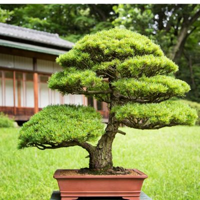 Cây Tùng Kim Cương Bonsai