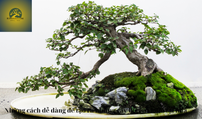 Những cách dễ dàng để tạo ra những cây bonsai mini tại nhà