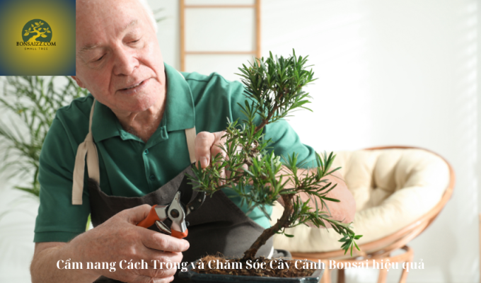 Cẩm nang Cách Trồng và Chăm Sóc Cây Cảnh Bonsai hiệu quả