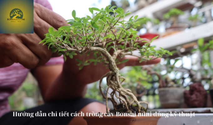 Hướng dẫn chi tiết cách trồng cây Bonsai mini đúng kỹ thuật