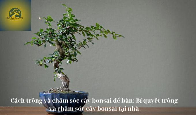 Cách trồng và chăm sóc cây bonsai để bàn: Bí quyết trồng và chăm sóc cây bonsai tại nhà