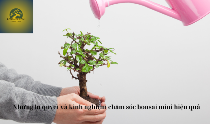 Những bí quyết và kinh nghiệm chăm sóc bonsai mini hiệu quả