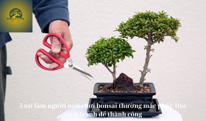 5 sai lầm người mới chơi bonsai thường mắc phải: Học cách tránh để thành công