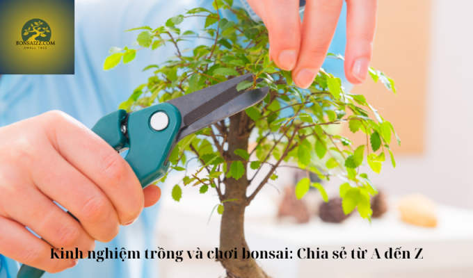 Kinh nghiệm trồng và chơi bonsai: Chia sẻ từ A đến Z