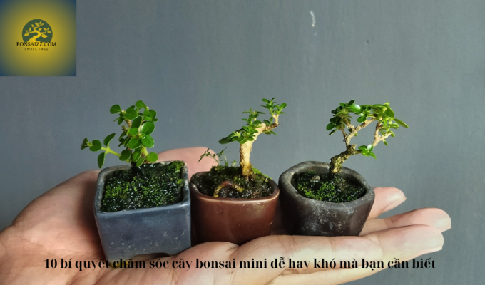 10 bí quyết chăm sóc cây bonsai mini dễ hay khó mà bạn cần biết