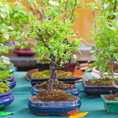 Cây Khế Bonsai Min