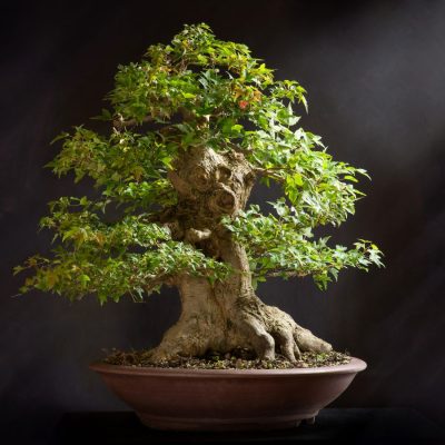 Cây Si Bonsai Cảnh