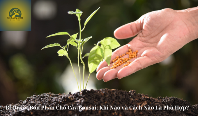 Bí Quyết Bón Phân Cho Cây Bonsai: Khi Nào và Cách Nào Là Phù Hợp?