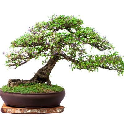 Không gian sống với cây mai chiếu thủy bonsai