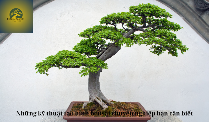 Những kỹ thuật tạo hình bonsai chuyên nghiệp bạn cần biết