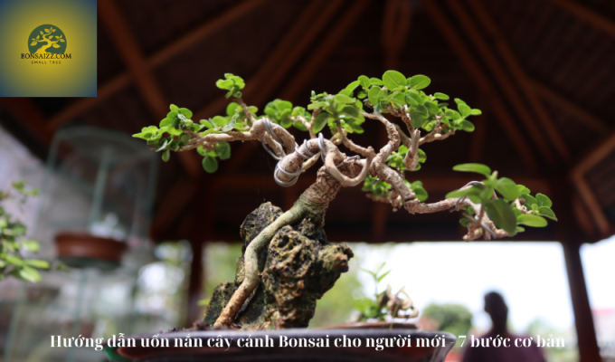 Hướng dẫn uốn nắn cây cảnh Bonsai cho người mới – 7 bước cơ bản