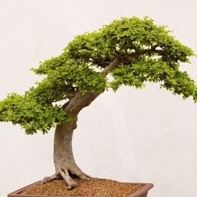 cây sanh bonsai hàng phôi chất lượng