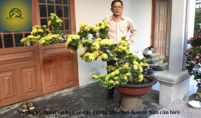 Những kỹ thuật cơ bản về cây Trang khi chơi Bonsai bạn cần biết