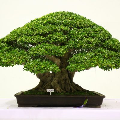 Cách Chăm Sóc Cây Duối Bonsai Đẹp