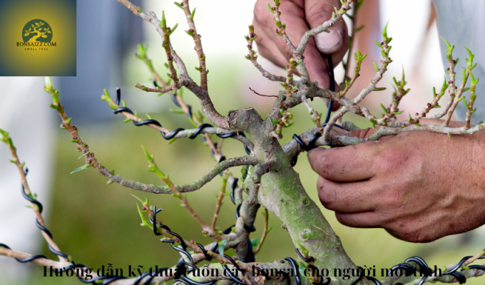 Hướng dẫn kỹ thuật uốn cây bonsai cho người mới tinh