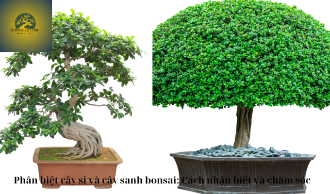 Phân biệt cây si và cây sanh bonsai: Cách nhận biết và chăm sóc