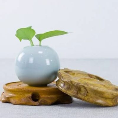 cây bonsai mini Đôn gỗ mini đẹp mắt