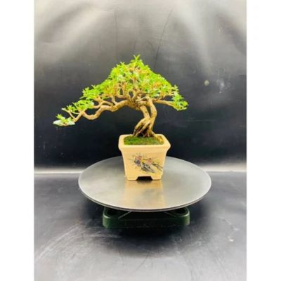 Bàn Xoay Bonsai Cây Cảnh