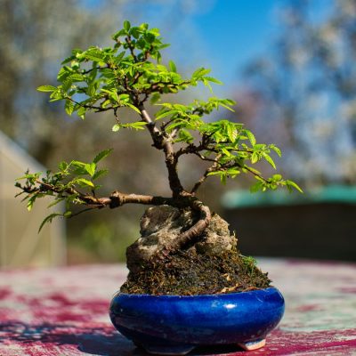 Cây Bonsai mini dây đồng